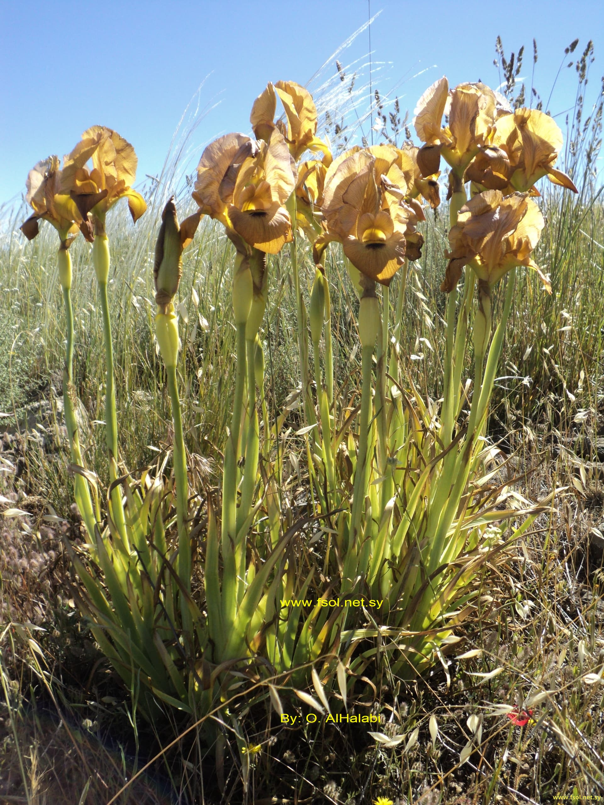 Iris auranitica Dinsmore.